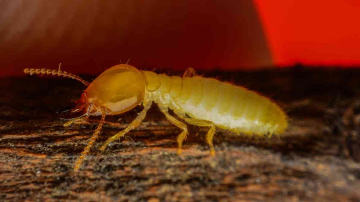 Common Types of Termites Species in