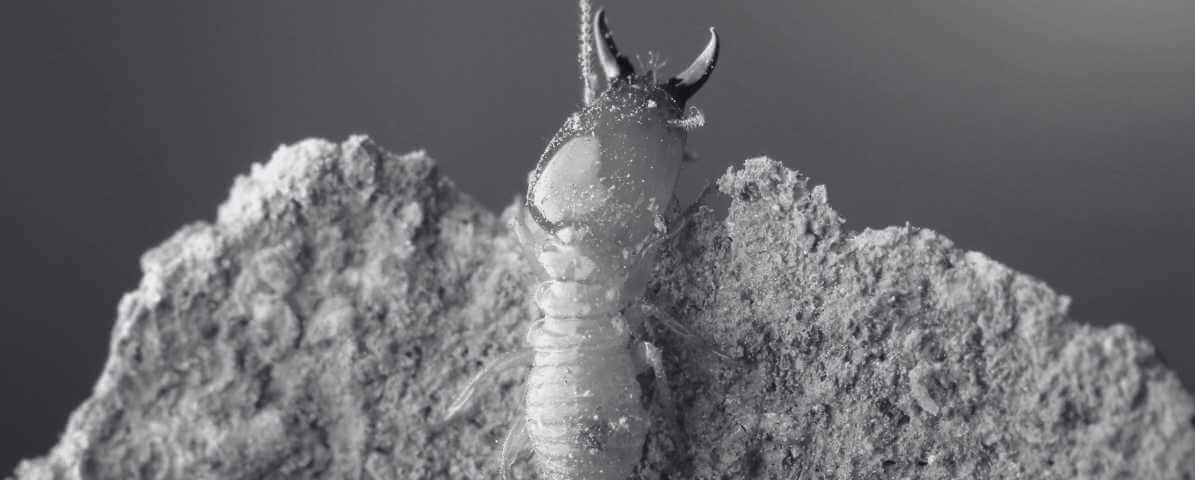 Exploring the Termite Life Cycle