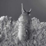 Exploring the Termite Life Cycle