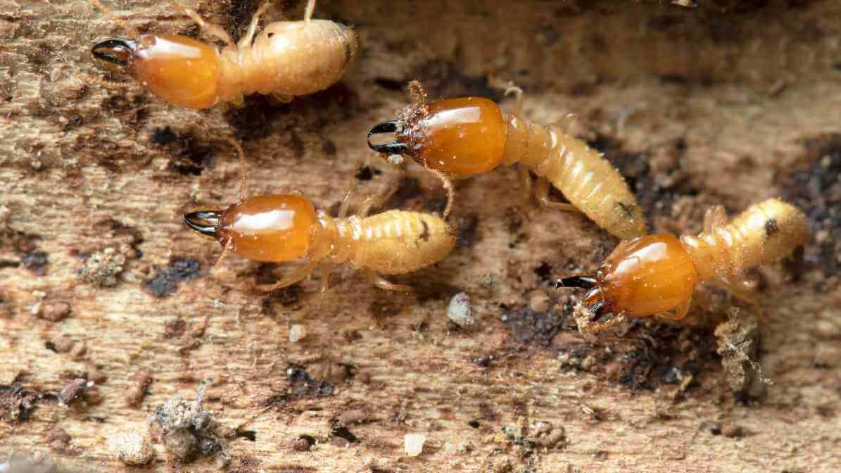 Exploring the Termite Life Cycle - Termite Soldier