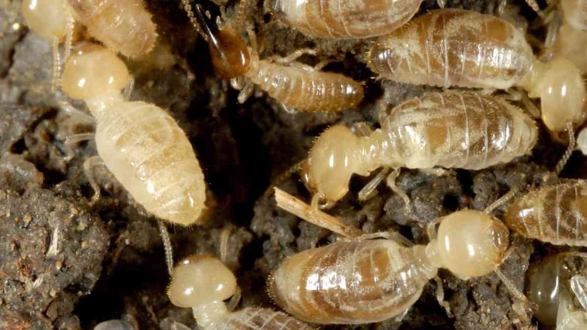 Exploring the Termite Life Cycle - Worker Termite