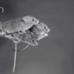 How to Identify Common Rodents - Mice vs. Rats