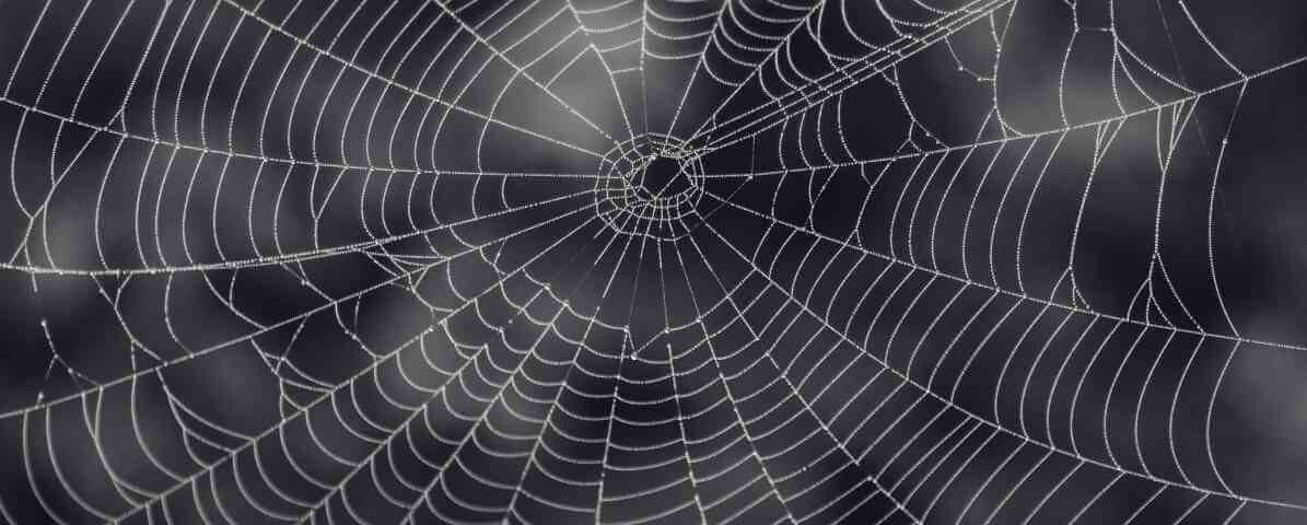 How to Identify and Manage Common Spider Species in Malaysia