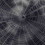 How to Identify and Manage Common Spider Species in Malaysia