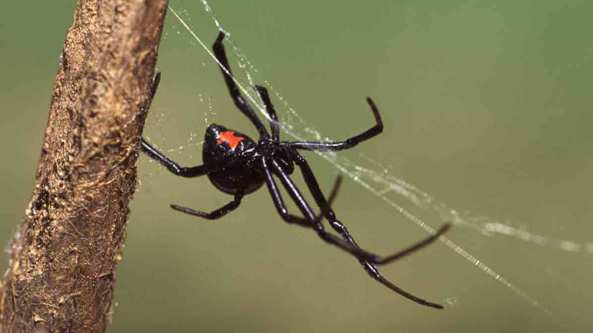 Identifying Common Spider Species in Malaysia - Black Widow