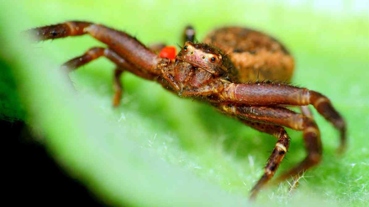 Identifying Common Spider Species in Malaysia - Crab Spider