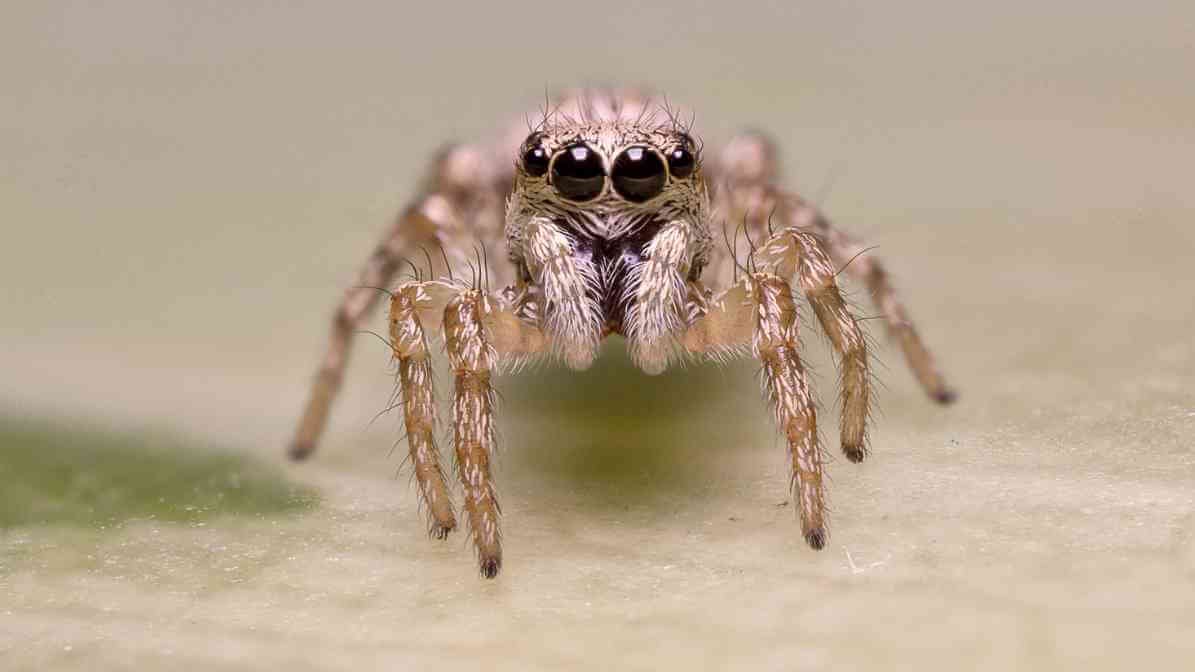 Identifying Common Spider Species in Malaysia - Jumping Spider