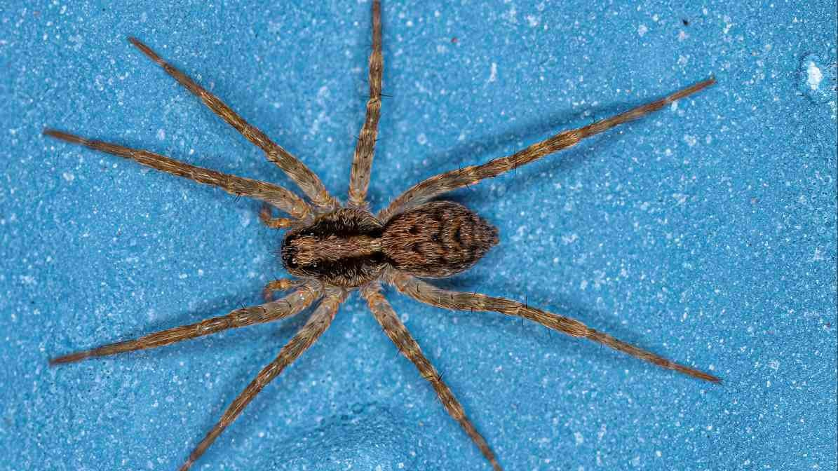 Identifying Common Spider Species in Malaysia - Wolf Spider