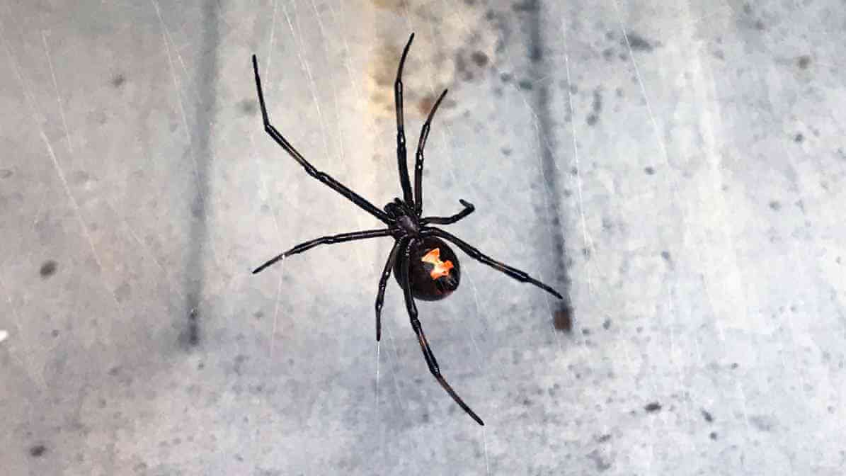 Identifying Spider Bites, Symptoms and Treatment - Recluse Spiders - Black Widow