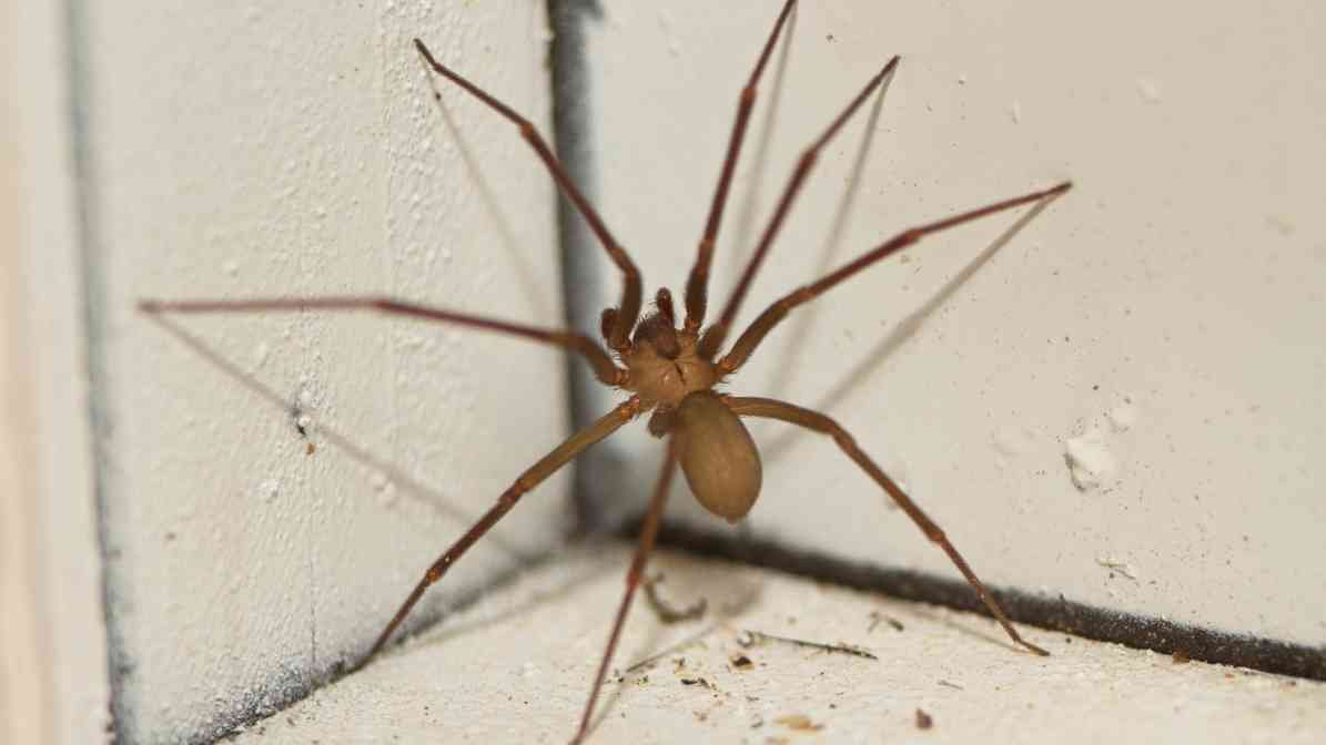 Identifying Spider Bites, Symptoms and Treatment - Recluse Spiders