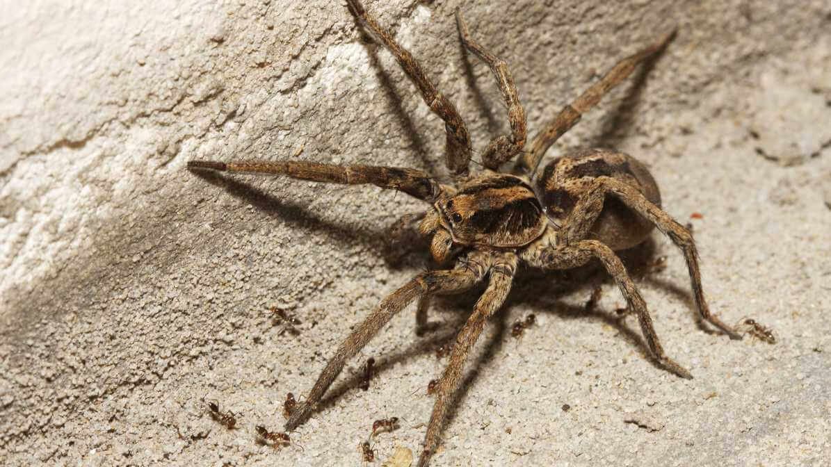 Identifying Spider Bites, Symptoms and Treatment - Wolf Spider