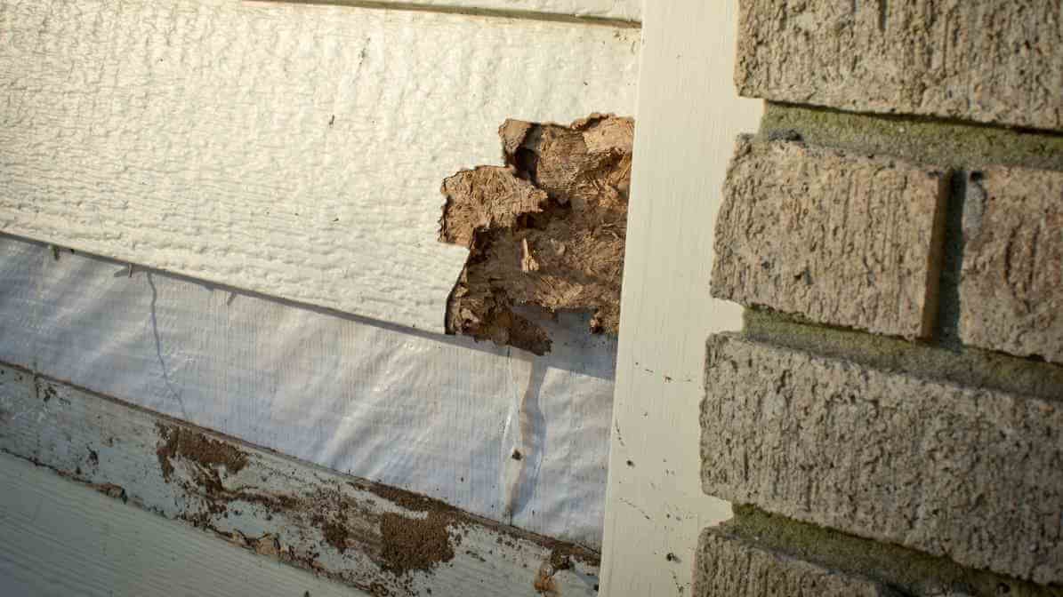 Kill The Termite Colony, Target The Termite Queen - Termite Damage