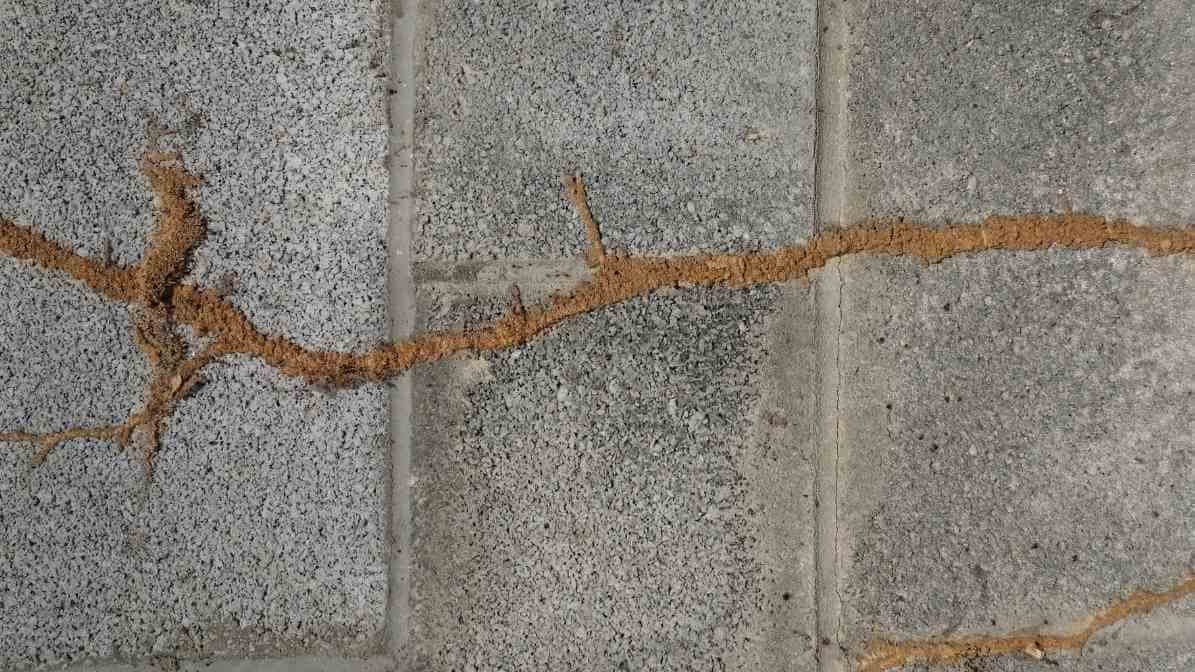 Kill The Termite Colony, Target The Termite Queen - Termite Mud Tube