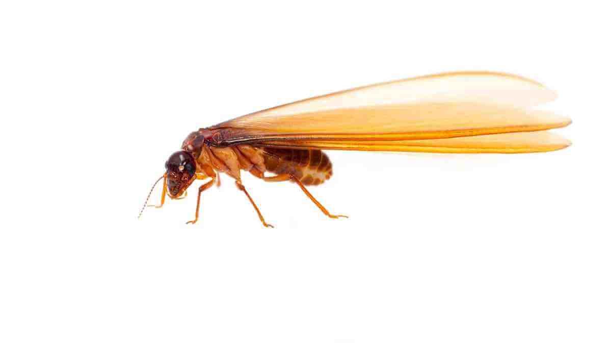 Kill The Termite Colony, Target The Termite Queen - Termite Swarmer