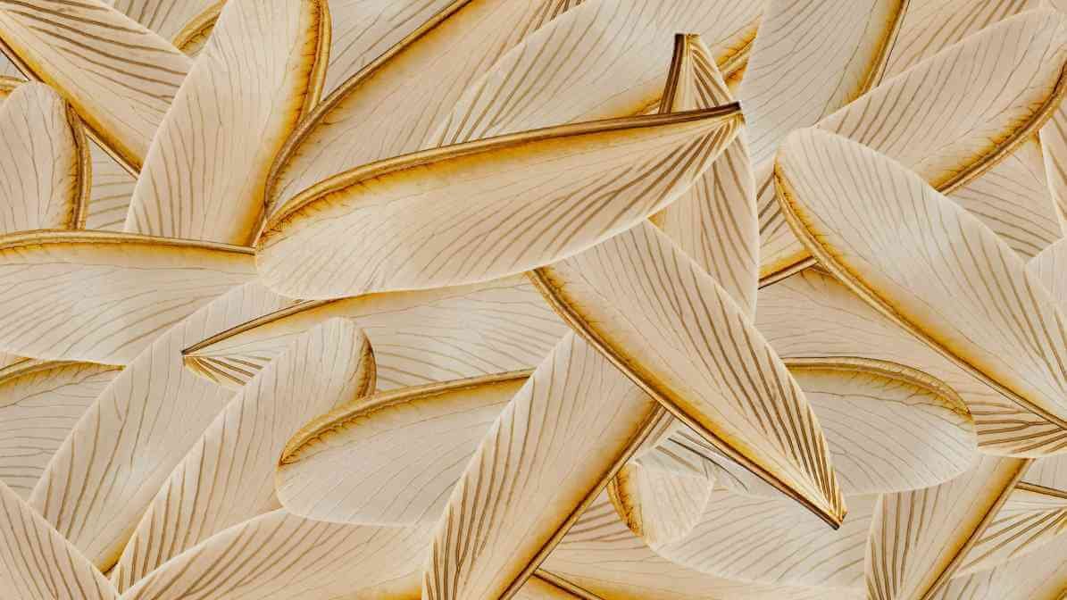 Kill The Termite Colony, Target The Termite Queen - Termite Wings