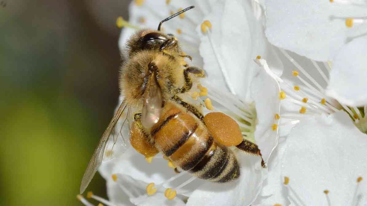 Lebah Madu Eropah | Honey Bee (Apis Mellifera)