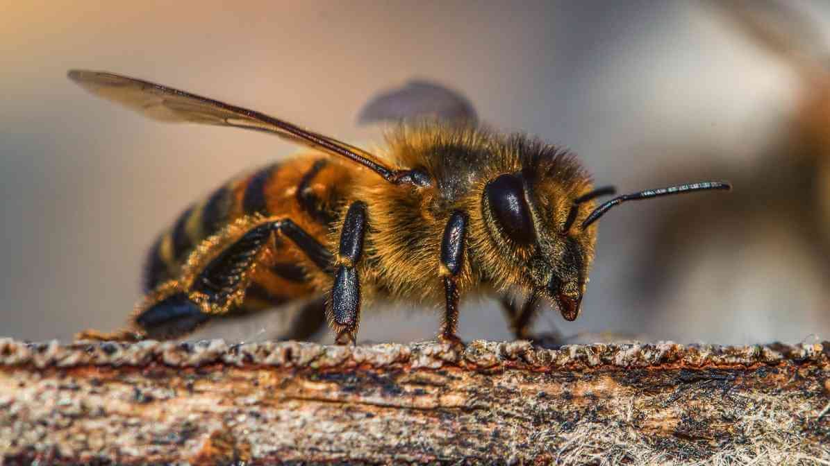 Lebah Madu Gergasi | Giant Honey Bee (Apis Dorsata)