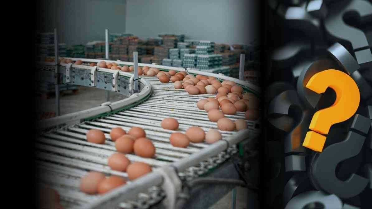 Pest Services for Warehouse, Factory and Food Manufacturing