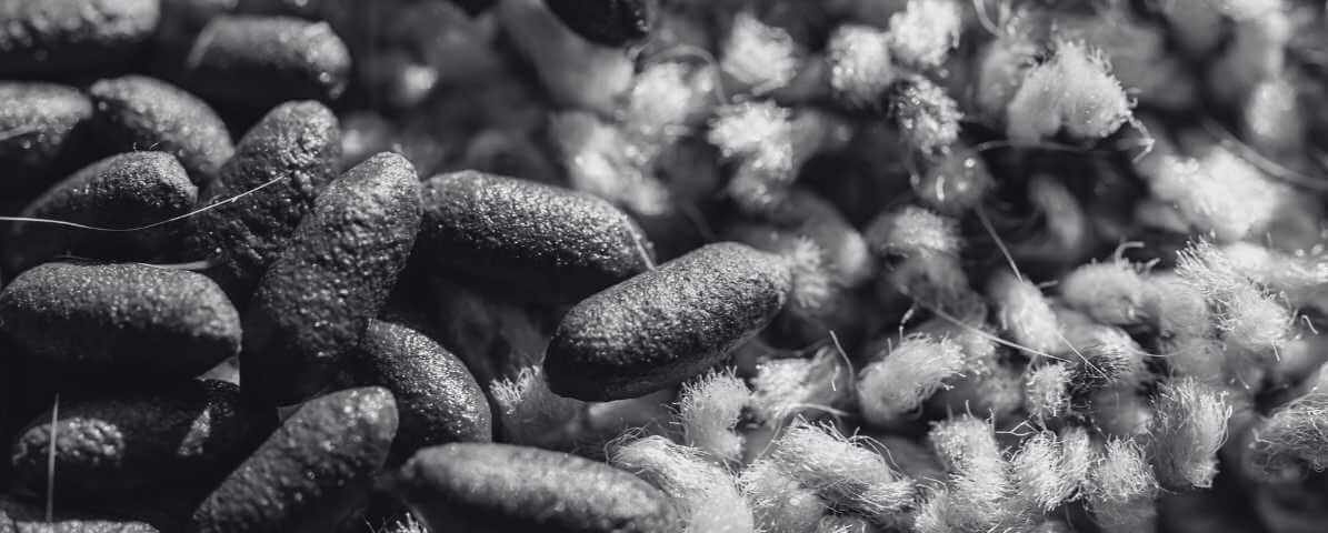 Rat Droppings and Urine in Your Property