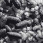 Rat Droppings and Urine in Your Property