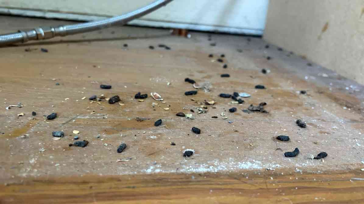 Rat Droppings and Urine in Your Property - Norway Rat