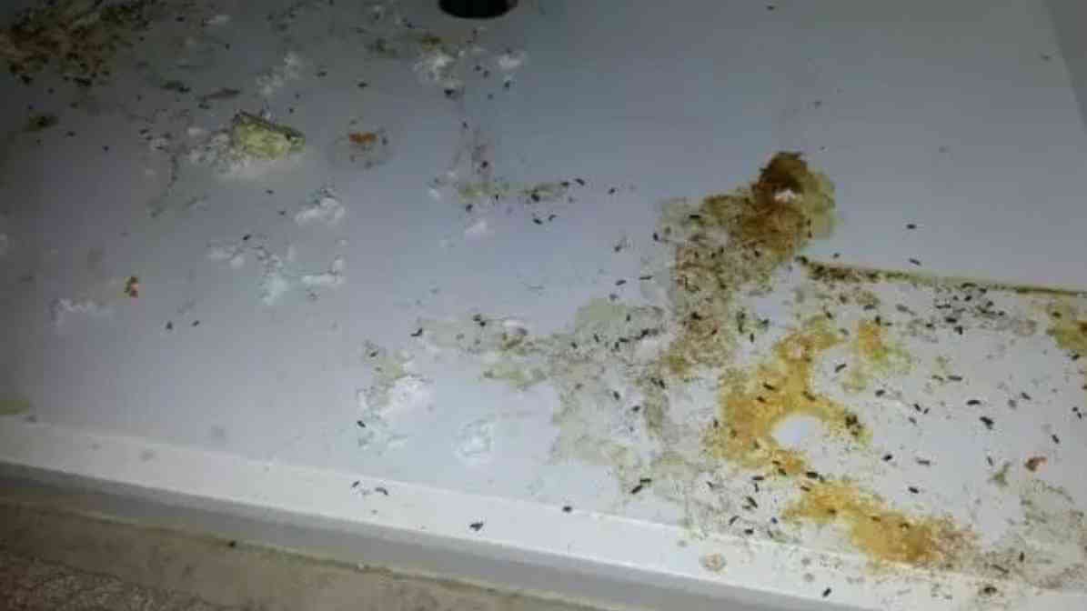 Rat Droppings and Urine in Your Property - Rat Urine