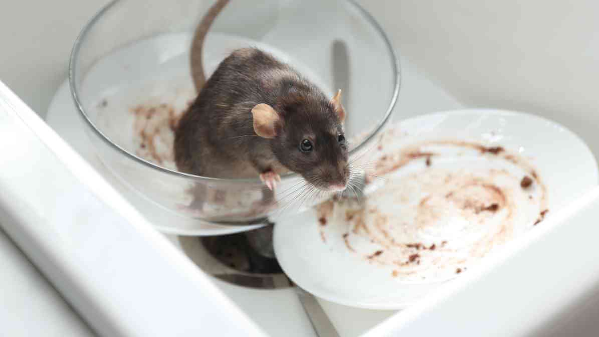 Rat Trap and Proofing Solution - Clear Leftovers