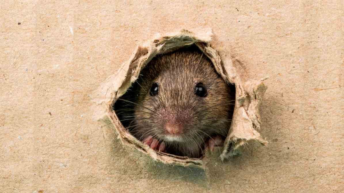 Rat Trap and Proofing Solution - Declutter
