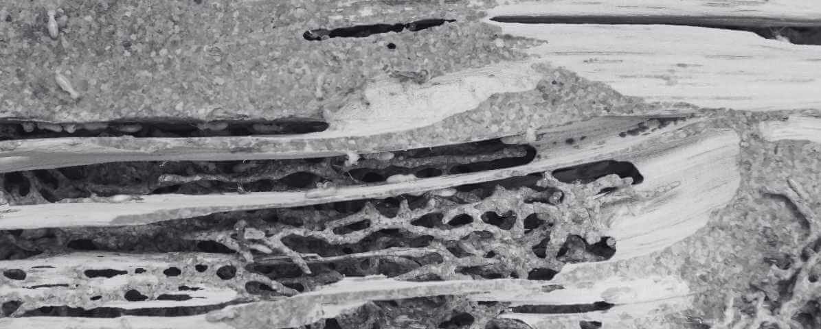 Targeting Termite Queen to Kill Termite Colony