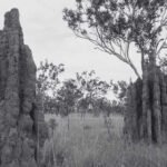 The Common Types of Termites Species in Malaysia