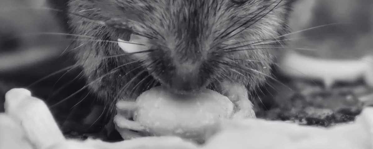 The Rising Concern of Rat Poison Incidents Among Children