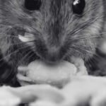 The Rising Concern of Rat Poison Incidents Among Children