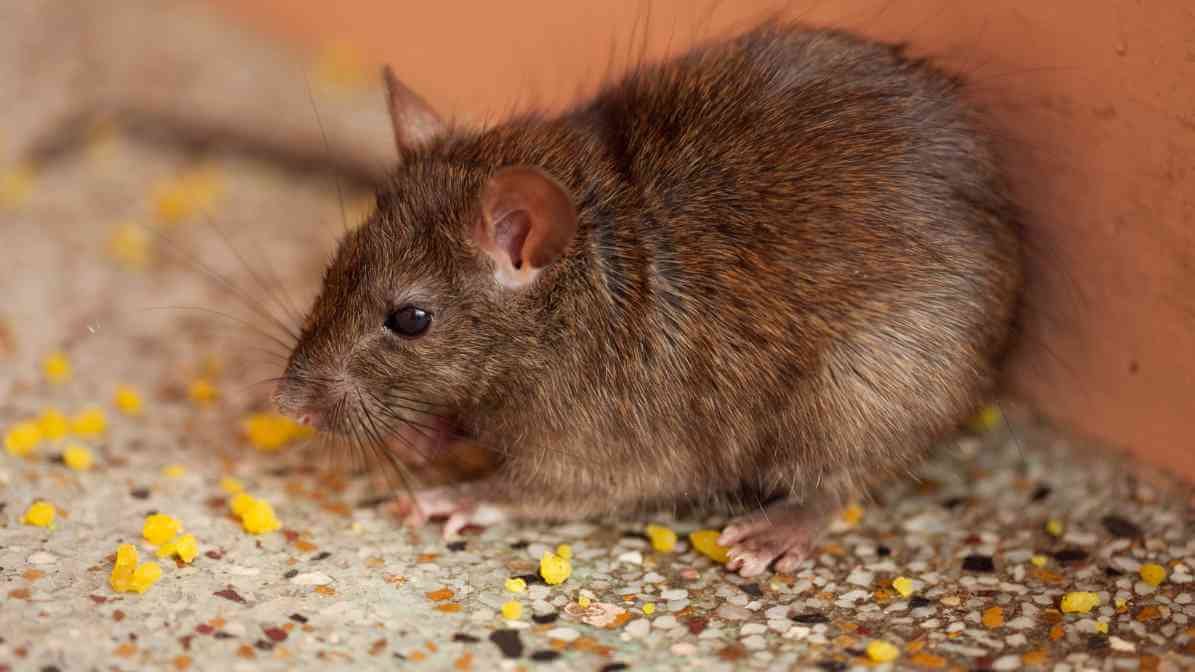 The Rising Concern of Rat Poison Incidents Among Children - Effective Rat Control