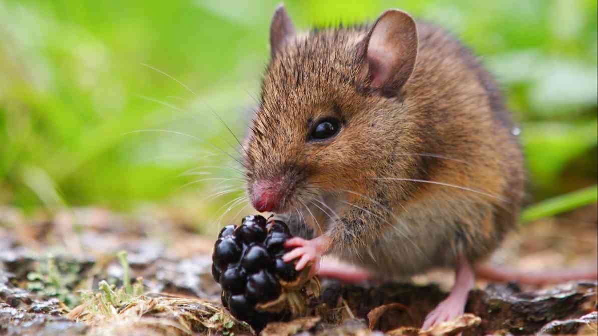 The Rising Concern of Rat Poison Incidents Among Children - Rat Infestation