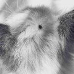 Tick Bite and Tick Borne Diseases