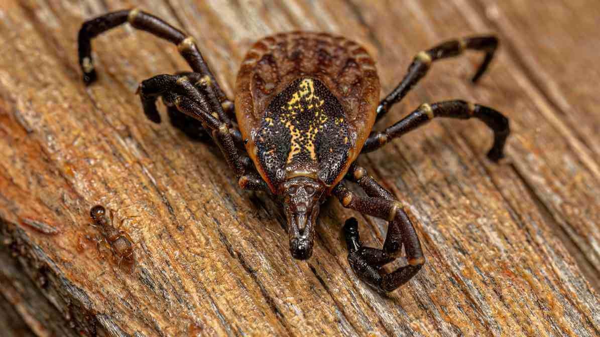 Tropical Bont Tick2