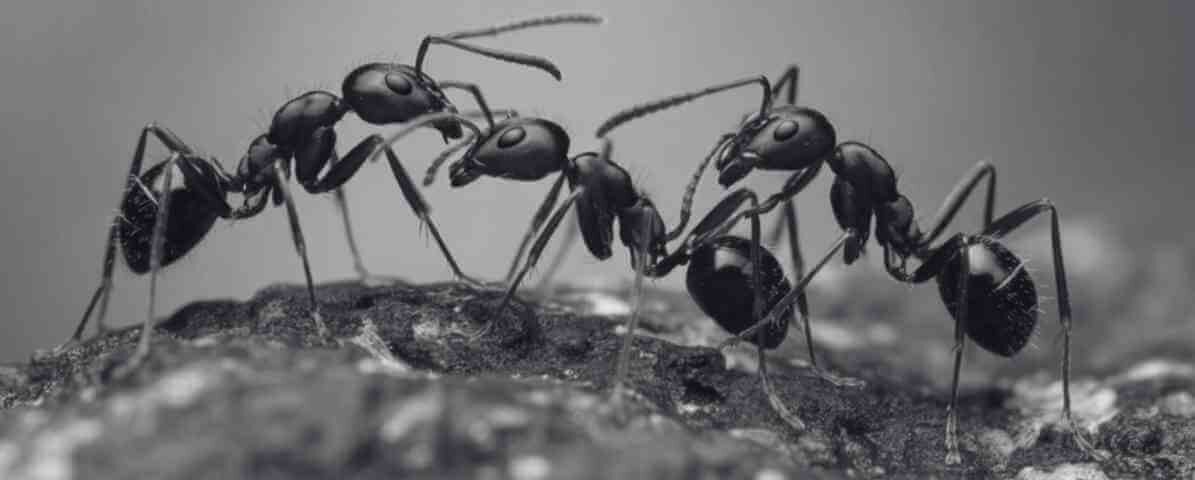 Common Type of Ants in Malaysia