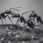 Common Type of Ants in Malaysia