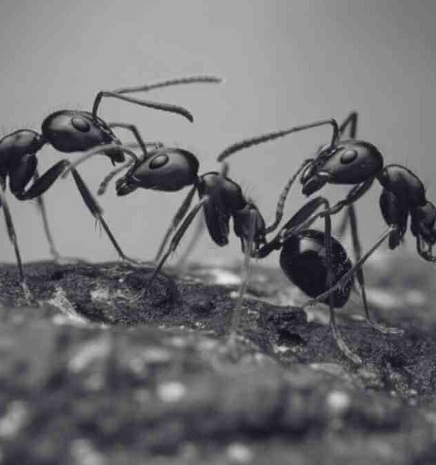 Common Type of Ants in Malaysia
