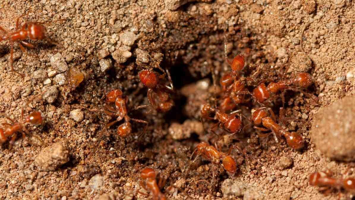Common Type of Ants in Malaysia - Red Imported Fire Ants