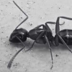 Effective Ways to Control Argentine Ants Species in Malaysia
