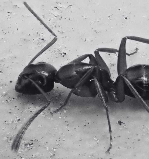 Effective Ways to Control Argentine Ants Species in Malaysia