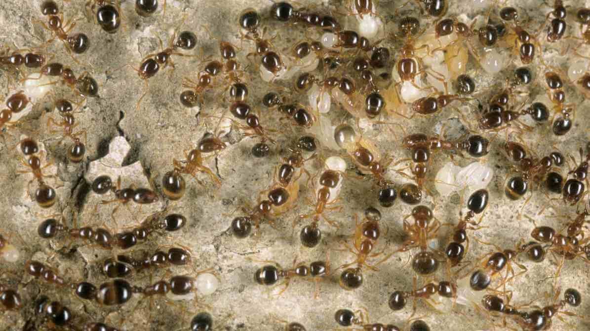 Effective Ways to Control Argentine Ants Species in Malaysia - Ants Species
