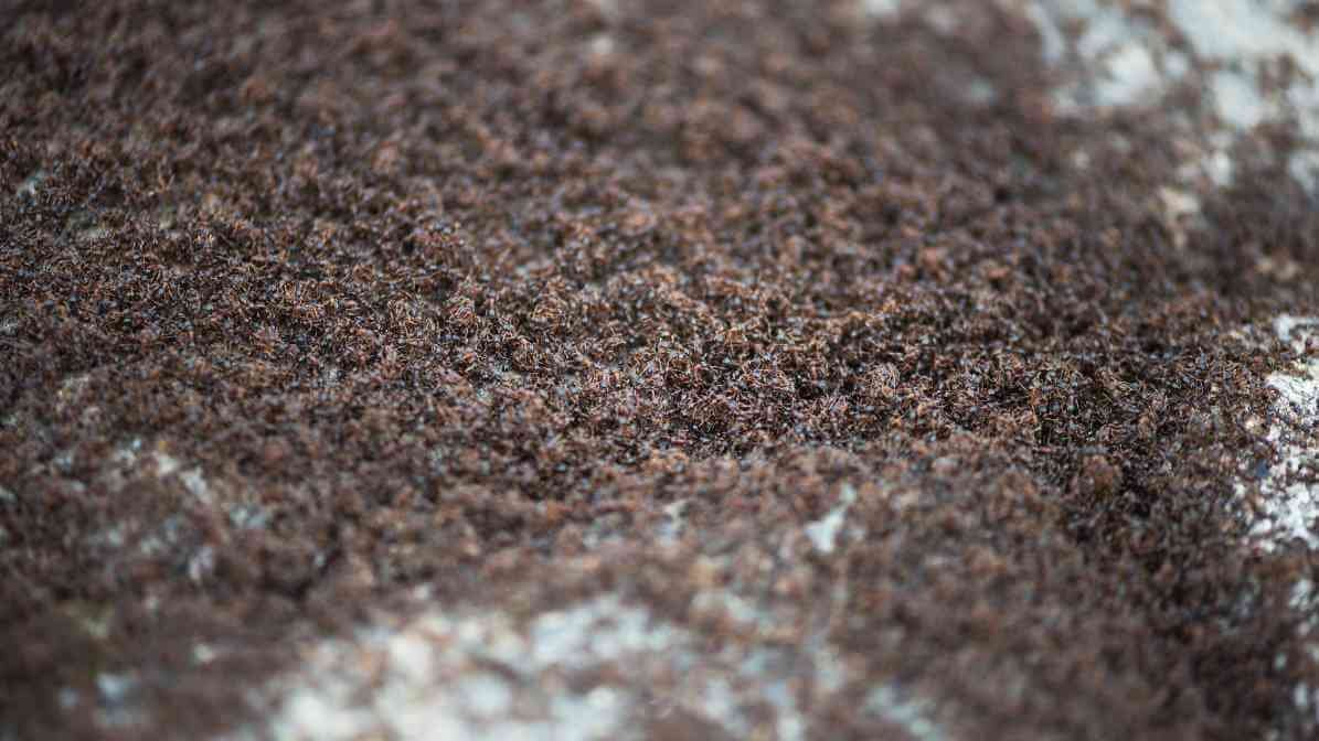 Effective Ways to Control Argentine Ants Species in Malaysia - Increase Ant Activity