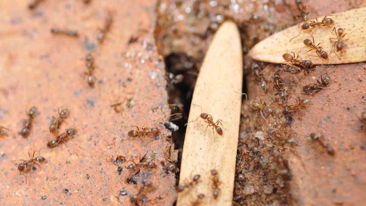 Effective Ways to Control Argentine Ants Species in Malaysia - Interconnected Colonies