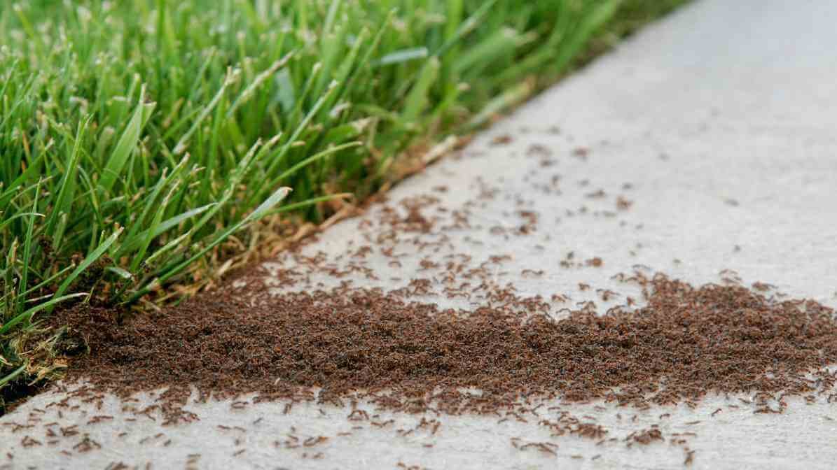 Effective Ways to Control Argentine Ants Species in Malaysia - Rapid Reproduction