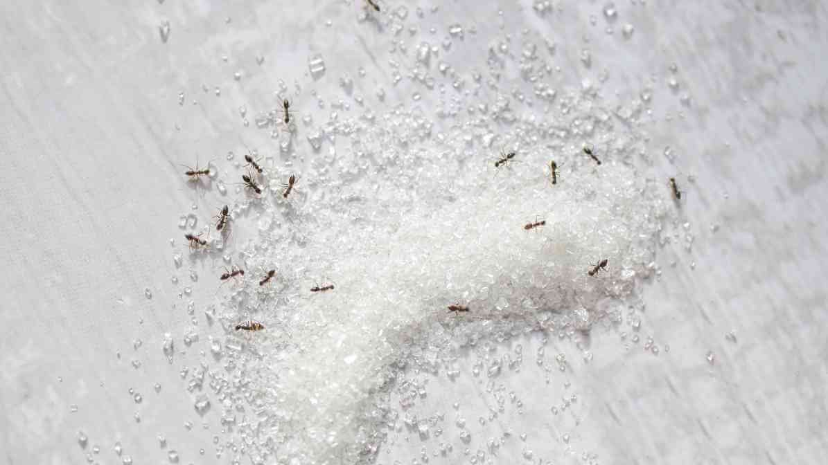 Effective Ways to Control Argentine Ants Species in Malaysia - Sugary and Greasy Food