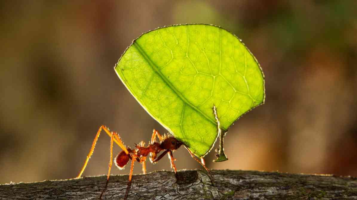 Facts About Ants and How Group of Ants Invade Properties - Different Species, Different Behaviour