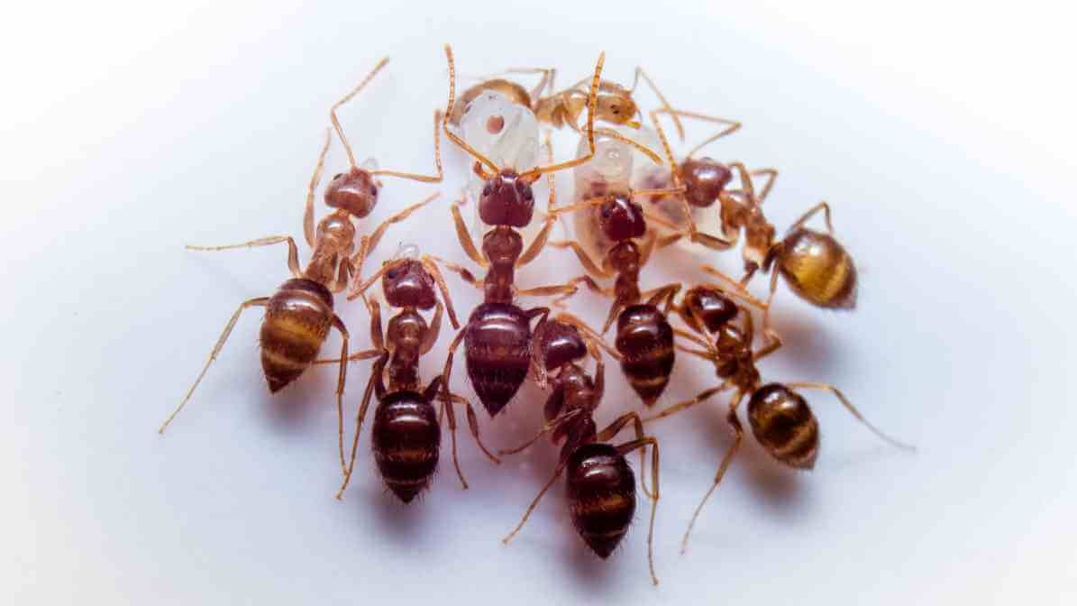 Facts About Ants and How Group of Ants Invade Properties - Food Source