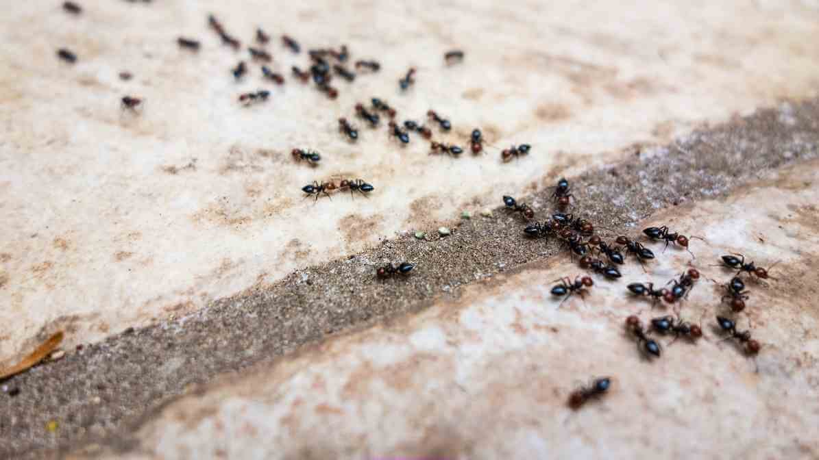 Facts About Ants and How Group of Ants Invade Properties - Scent Trail